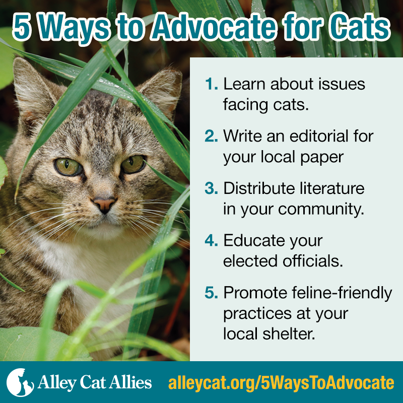 5 Ways to Advocate for Cats in Your Community