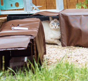 A community cat enters a humane box trap.