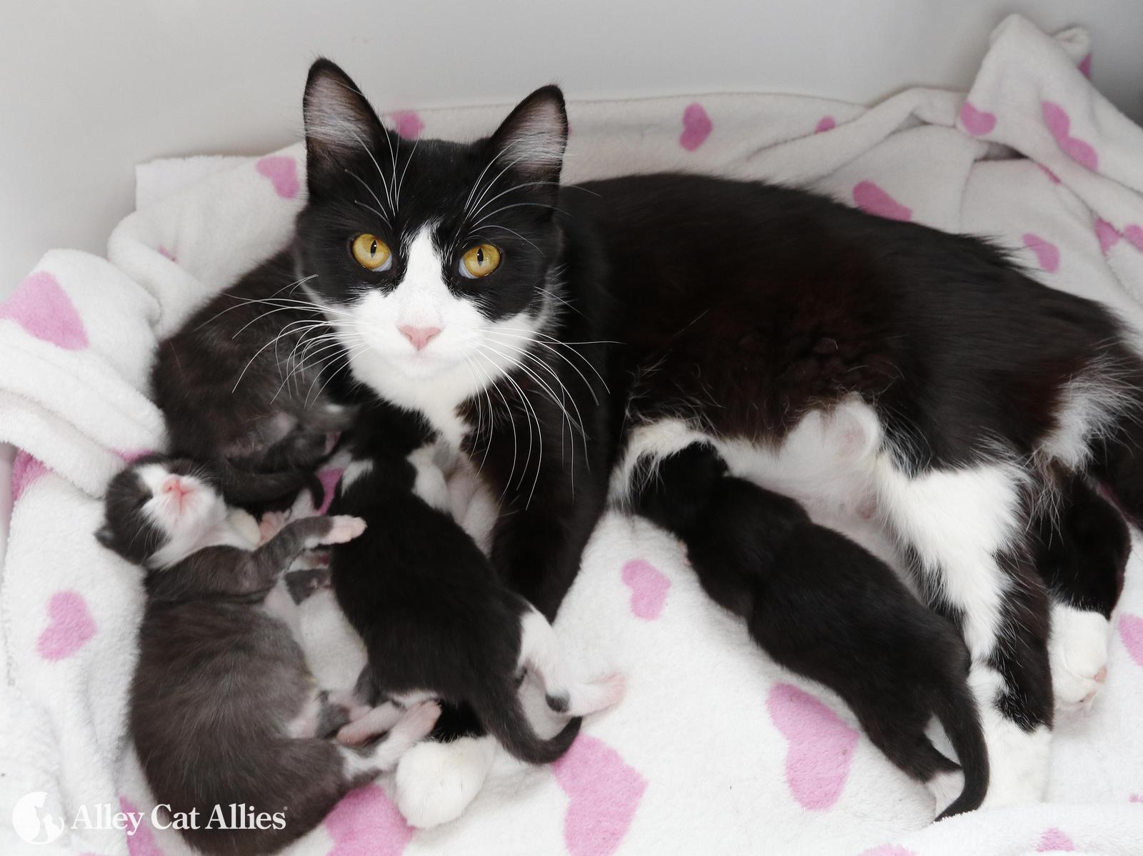 5 Ways To Help Mother Cats This Mother S Day And Every Day Alley Cat Allies