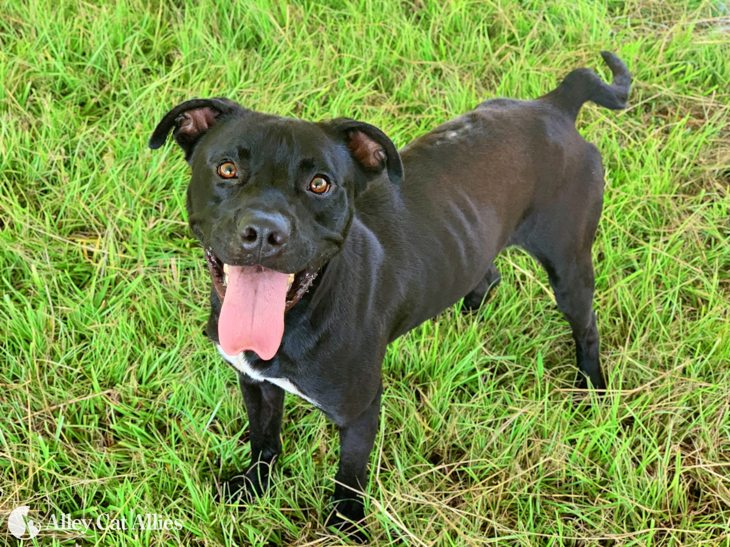 Alley Cat Allies Saves 100+ Cats and Dogs from Cruelty in an Animal