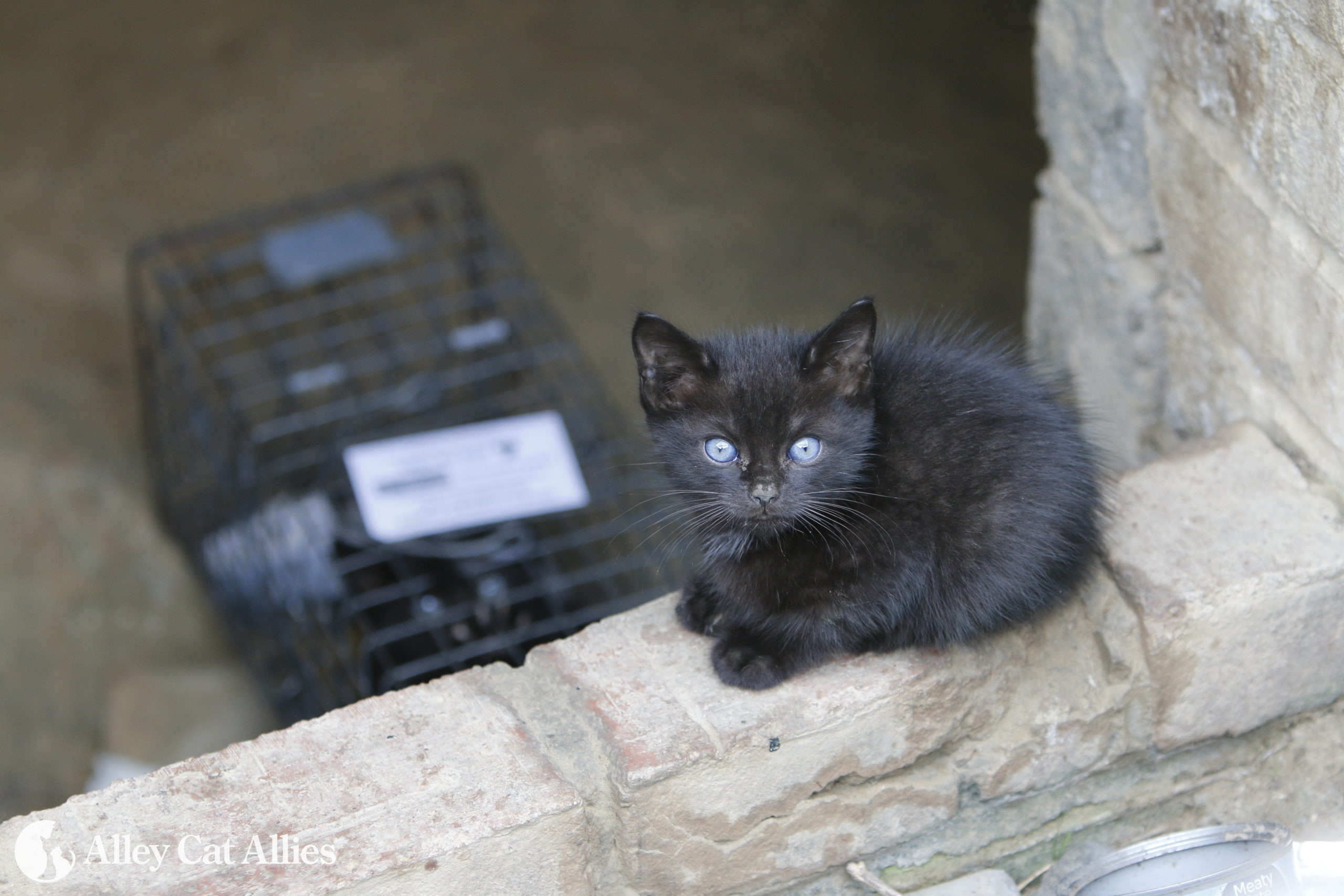 Feral cat in shop heat
