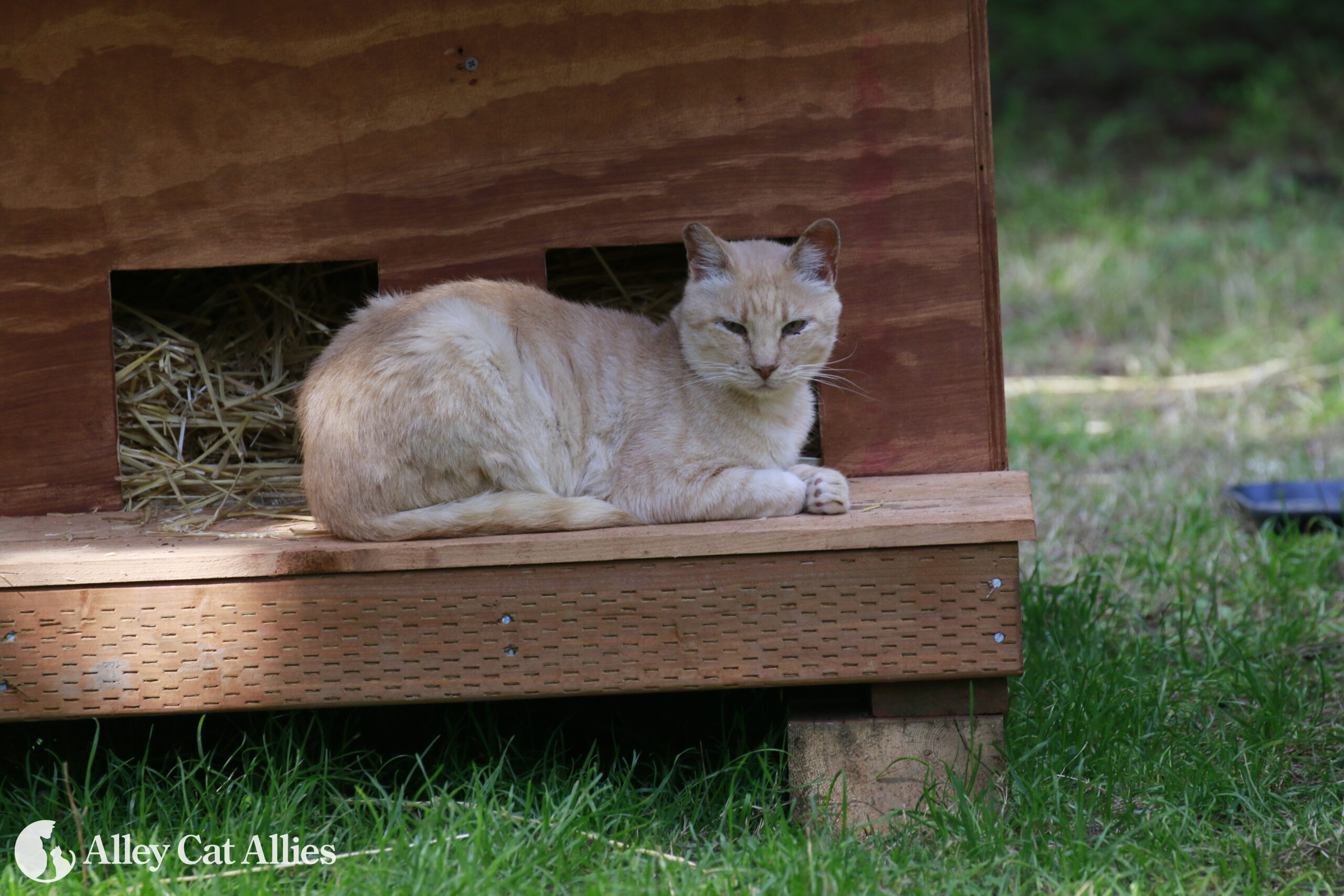 4 Ways to Keep Cats Cool This Summer Alley Cat Allies