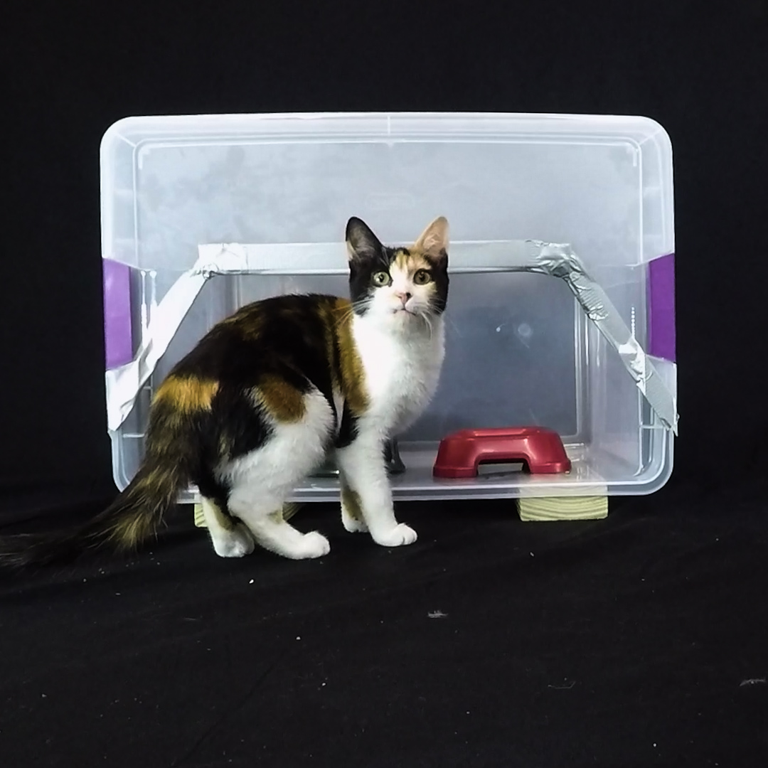 Cat Feeding Station Options Alley Cat Allies