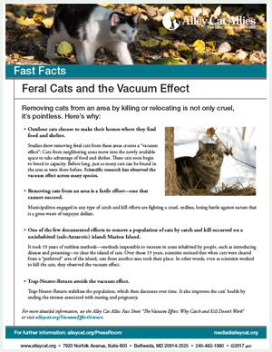 5FastFacts-FeralCatsandtheVacuumEffect