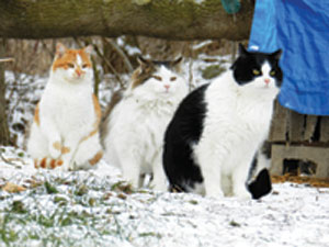Feral cats do not belong in shelters--they live outdoors and are not socialized to people. 
