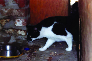 Randy, 1990 2007, Washington, D.C., a member of the original Alley Cat Allies colony.