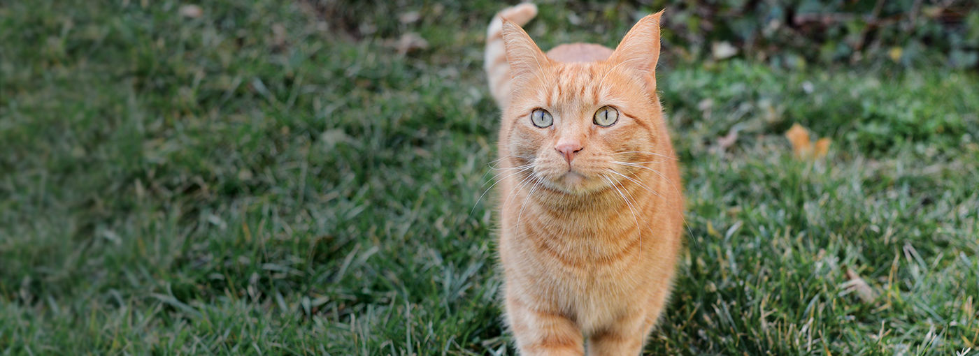What is Alley Cat Allies