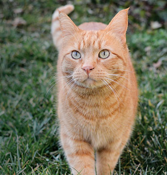 Building Winter Shelters for Community Cats - Alley Cat Advocates   Trap-Neuter-Release and Volunteer Services for Greater Louisville, KY