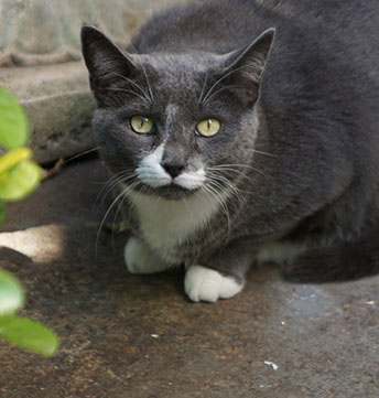 How to take care of feral cats and protect against cruelty