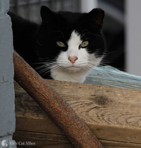 Saving Cats from Natural Disasters