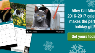 alley cat allies calendar