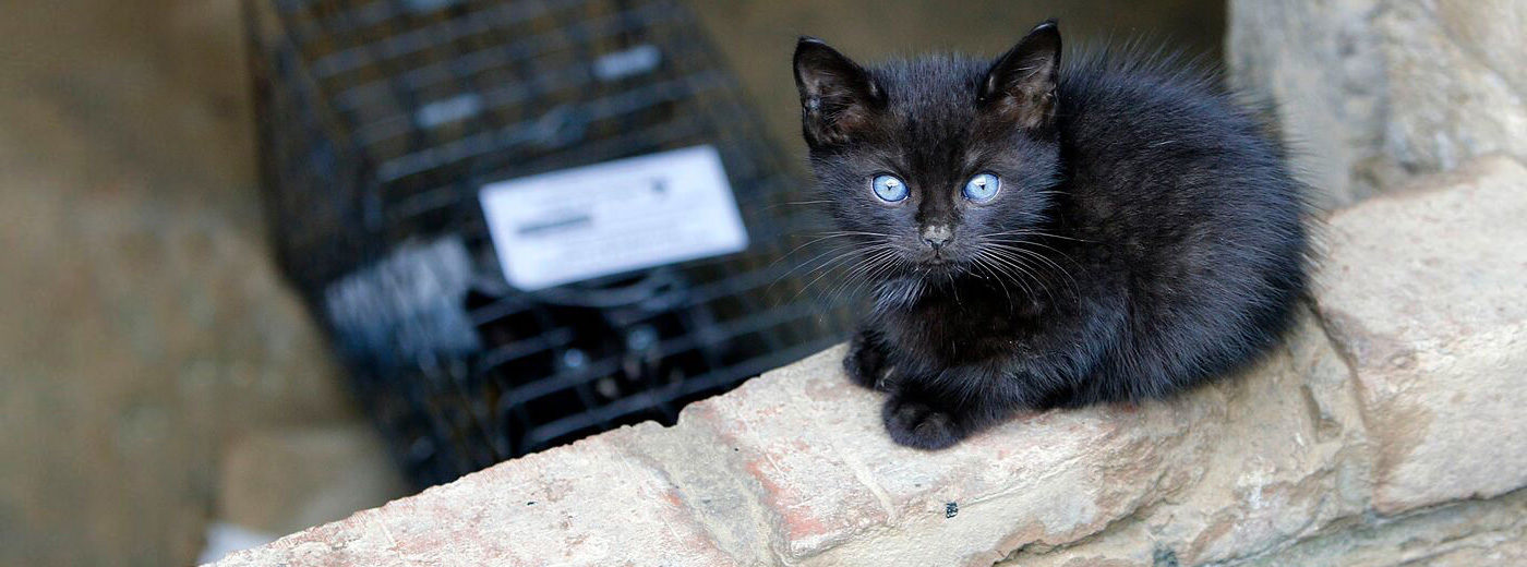 How to save & take care of a kitten and feral cats - an advocacy tool kit