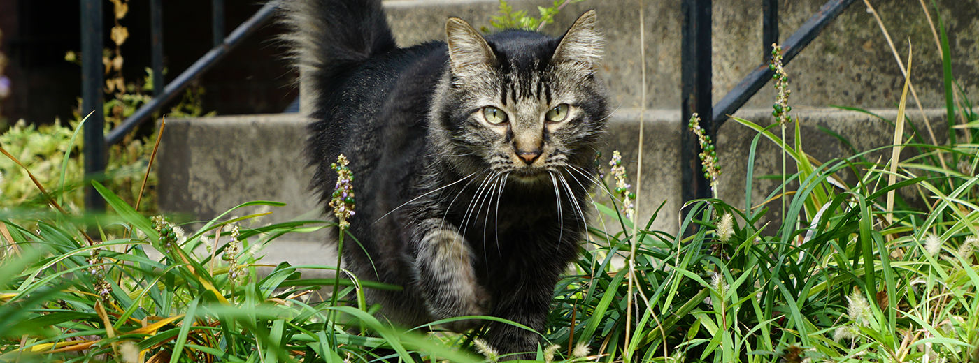 Resources | Alley Cat Allies | All the Information You Need to