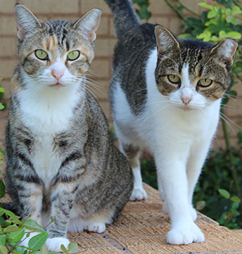 stray cats that have been spay or neutered