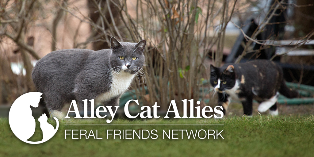 friendly and feral cat rescue