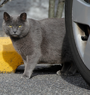 Donate My Vehicle to Charity for Cats