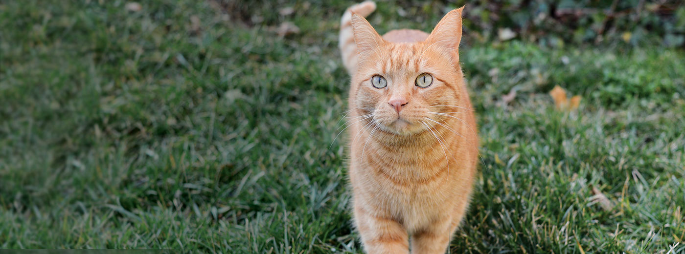 Contact Alley Cat Allies