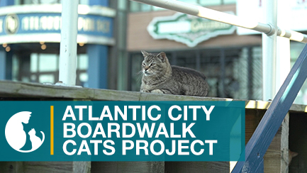 Trap Neuter Release (TNR) Program | Boardwalk Cats Project®