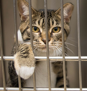 Animal Shelter showing Cat in Cage