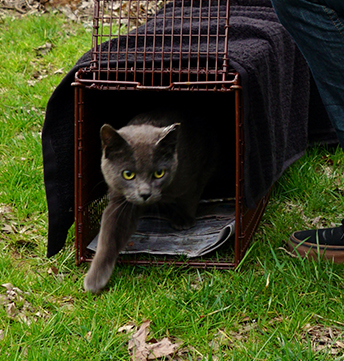 Trap Neuter Return - cat being released after neuter