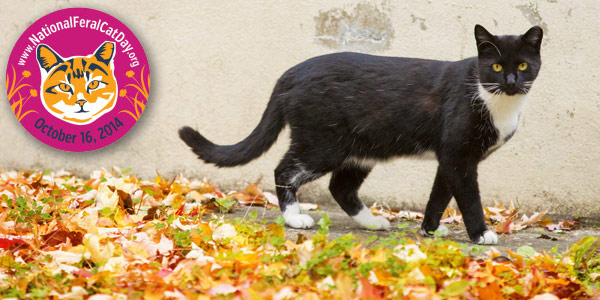 Tuxedo Cat in fall leaves