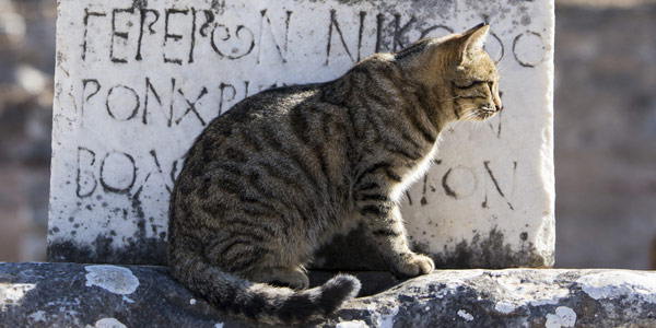 Greek tabby cat in front of inscribed stone