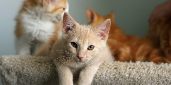 Fluffy orange and white foster kittens