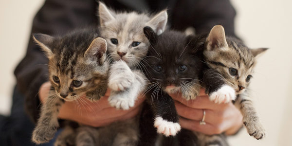 Four fluffy kittens of different colors being held up close