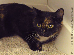 Stephanie, safe with Feral Friends Network member Rude Ranch Animal Rescue. Other cats in Anne Arundle County aren't so lucky.