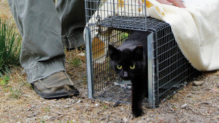 Cat leaving trap