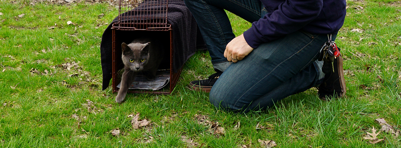 TNR Cat Rescue being released