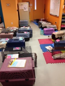 28269439_feral_cat_day_2014_2
