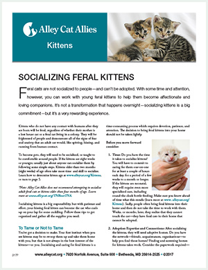 Socializing Kittens Fact Sheet Cover