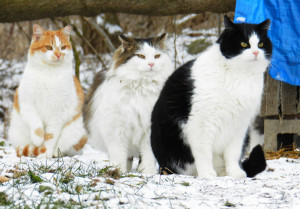 3CatsInSnow