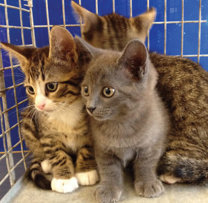 Shelter kittens from Lee County Domestic Animal Services, one of our Future Five shelters.