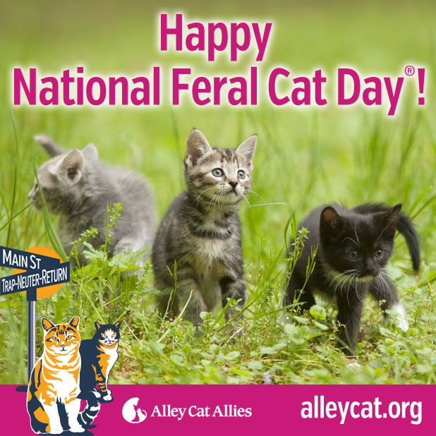 Happy National Feral Cat Day®! | Alley Cat Allies