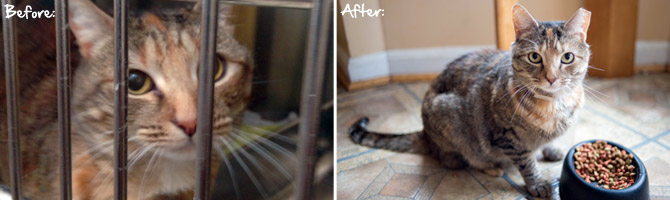 Before: After being separated for two months, Molly's family was worried they'd never see her again. After: Thanks to the partnership between Alley Cat Allies and the shelter Molly is home safe and sound.