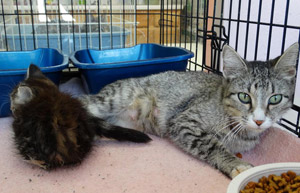 One of the Stone County cats and her kitten, now safe.