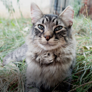 Thanks to mainstream support of TNR, Rufus is happy and healthy in his outdoor home.