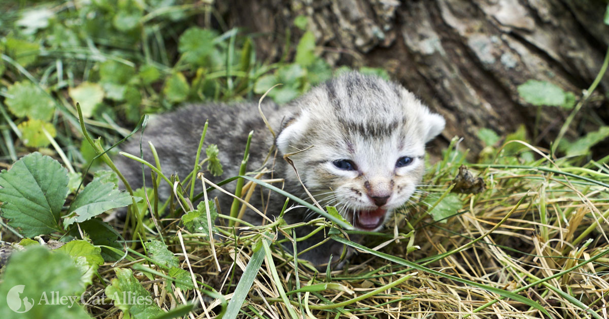 stray kitten not eating