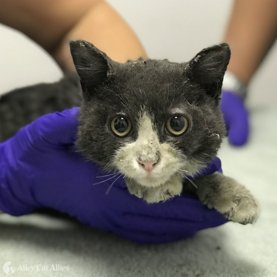 Humane Society frees kitten whose head was trapped in a truck