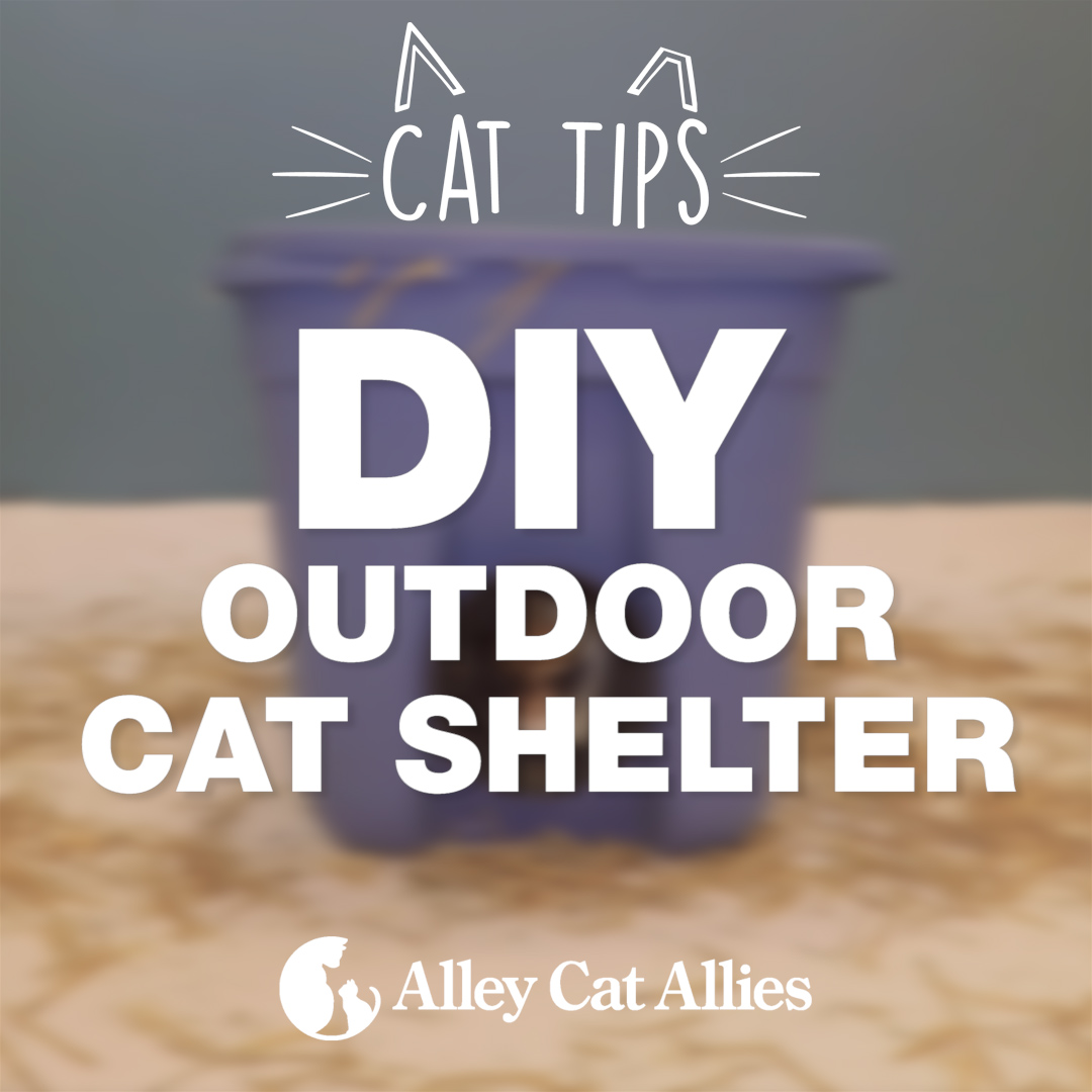 Outdoor Cat Shelter Options Insulated Heated Feral Cat House Ideas