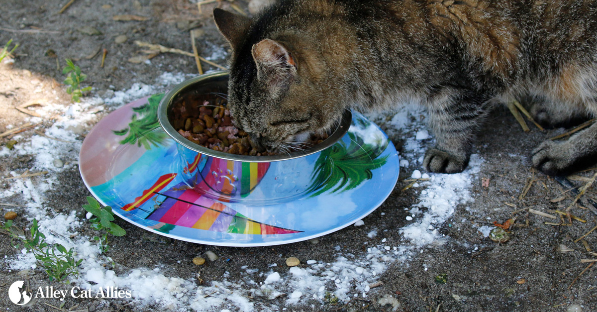 How to Keep Bugs Out of Outdoor Cat Food?