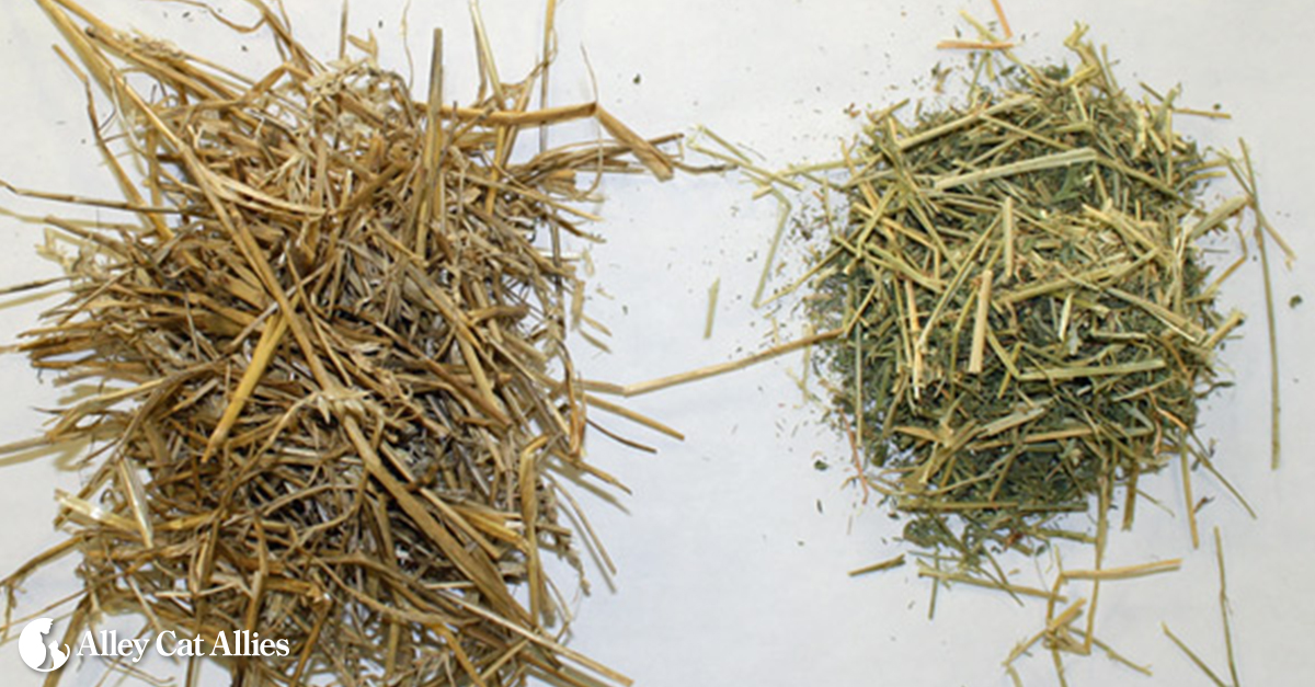 Straw for Cat Shelters: Ultimate Guide