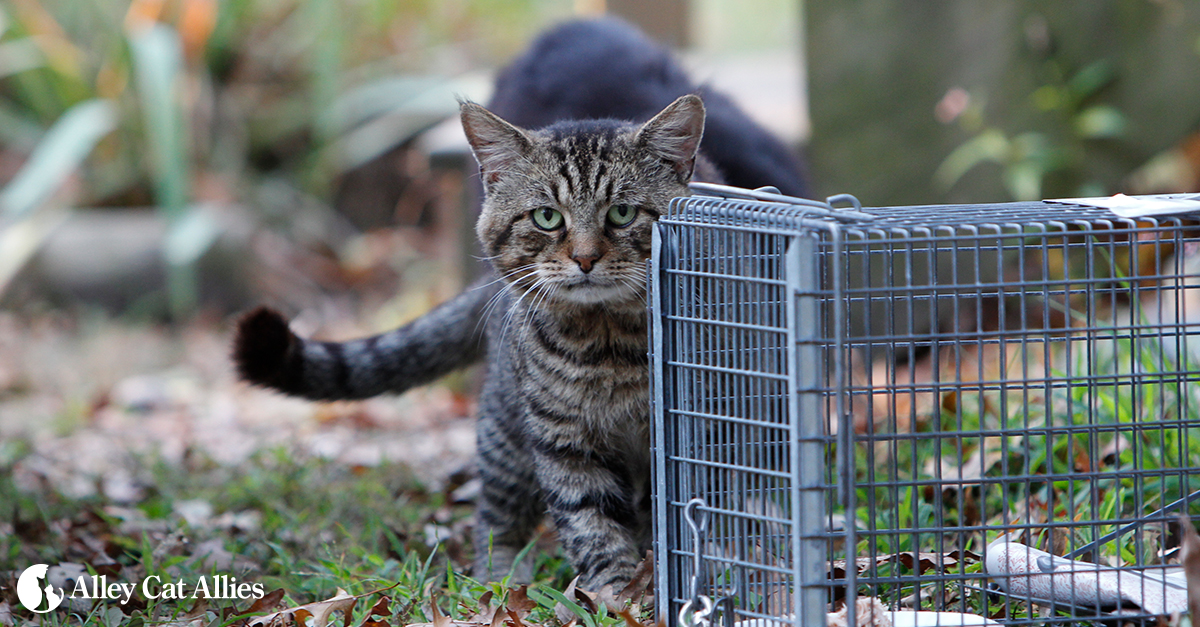 capturing feral cats