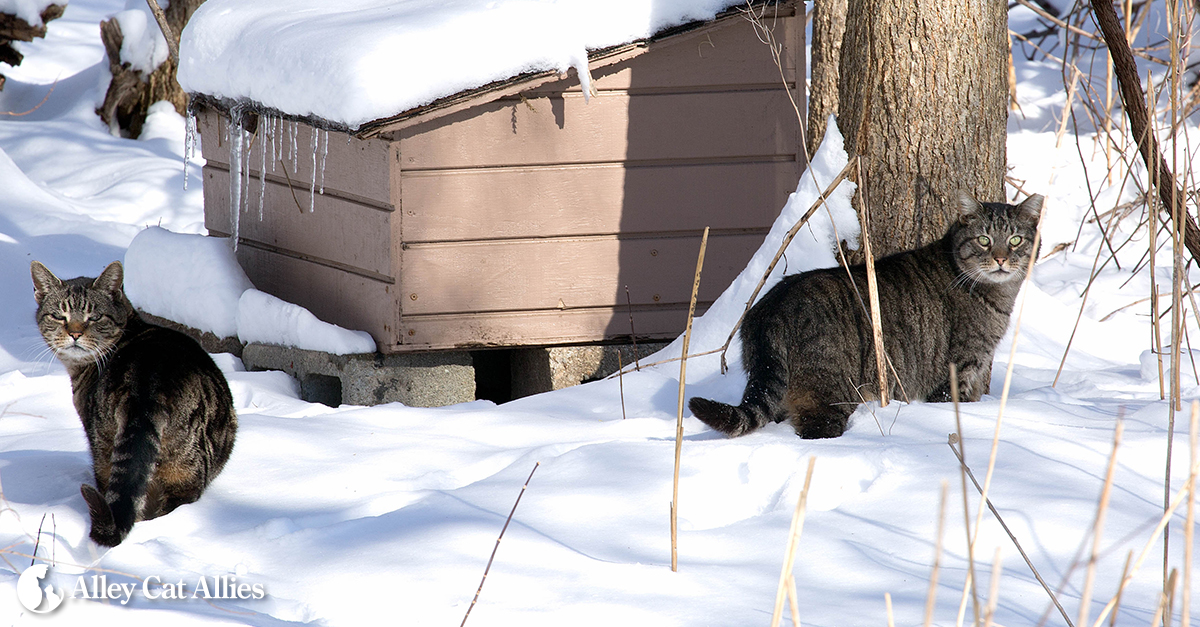 how to get a feral cat to use a shelter