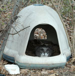 Outdoor Cat Shelter Options Insulated, Cat Igloo Outdoor House