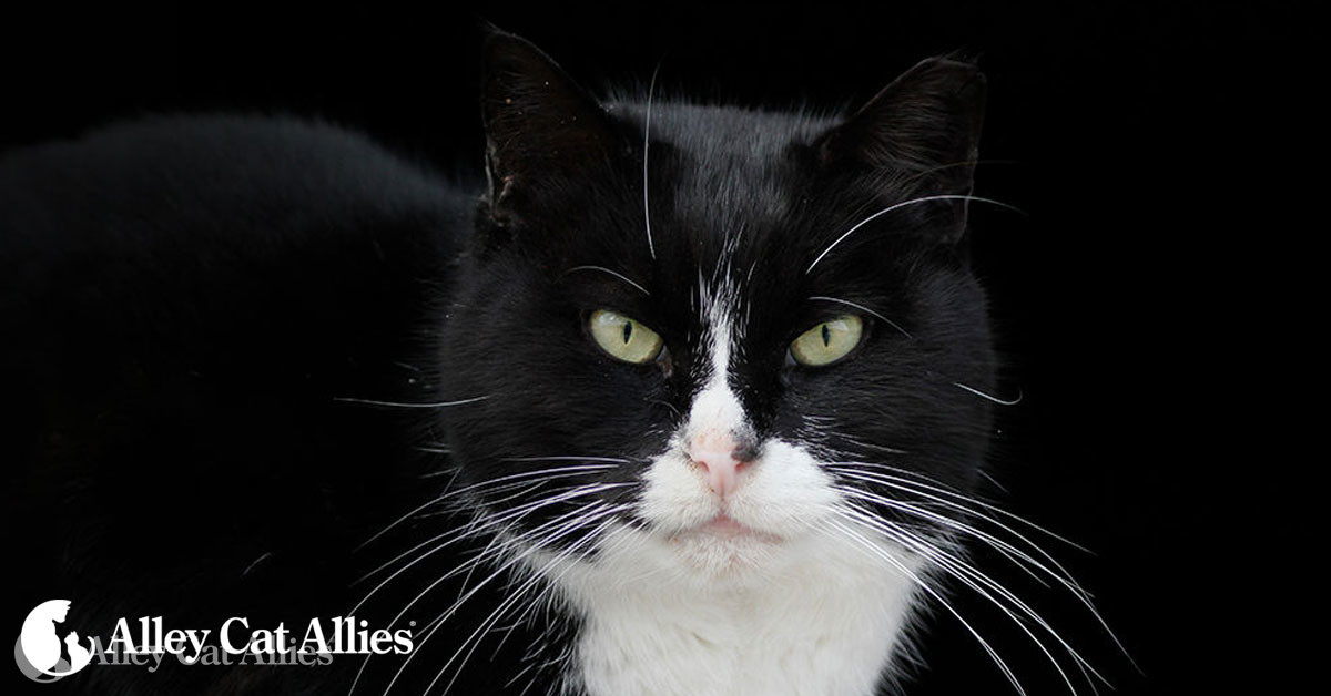 Cats and the Law Finding and Understanding Laws That Impact Cats