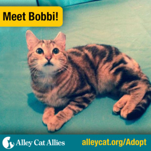 AdoptableCat_Bobbi-300x300