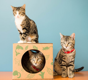 Folsom, June, and Cash were three adoptable kittens from Bayside State Prison who found their forever homes.
